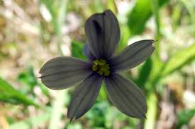 Attēlu rezultāti vaicājumam “Sisyrinchium montanum”