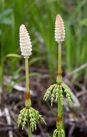 Attēlu rezultāti vaicājumam “Equisetum sylvaticum”