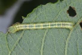 Attēlu rezultāti vaicājumam “Cabera exanthemata”