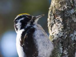 Attēlu rezultāti vaicājumam “Picoides tridactylus”