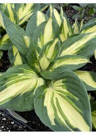 Image result for Hosta Warpaint