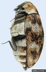 Attēlu rezultāti vaicājumam “Anthrenus verbasci”