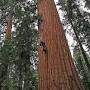 www.savetheredwoods.org からのGiant sequoia