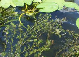 Attēlu rezultāti vaicājumam “Potamogeton perfoliatus fruit”