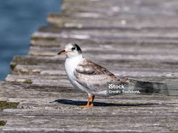 Attēlu rezultāti vaicājumam “Sterna hirundo”