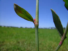 Attēlu rezultāti vaicājumam “Polygonum arenastrum leaf”