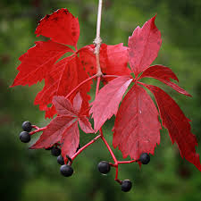 Attēlu rezultāti vaicājumam “Parthenocissus quinquefolia fruit”