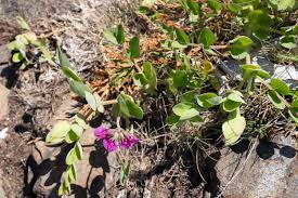 Attēlu rezultāti vaicājumam “Lathyrus japonicus subsp. maritimus flower”