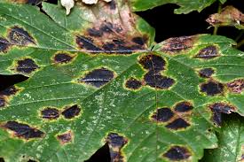 Attēlu rezultāti vaicājumam “Rhytisma acerinum”