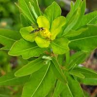 Attēlu rezultāti vaicājumam “Euphorbia palustris”