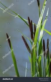 Attēlu rezultāti vaicājumam “Carex acuta”