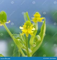 Attēlu rezultāti vaicājumam “Ranunculus sceleratus leaf”