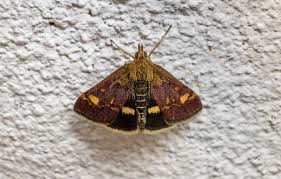 Attēlu rezultāti vaicājumam “Pyrausta purpuralis”