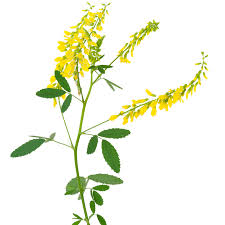 Attēlu rezultāti vaicājumam “Melilotus officinalis”