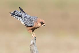 Attēlu rezultāti vaicājumam “Falco vespertinus adult”