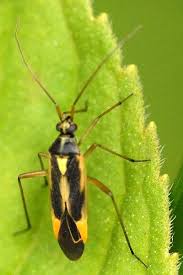 Attēlu rezultāti vaicājumam “Stenotus binotatus male”