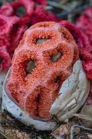 Attēlu rezultāti vaicājumam “Clathrus ruber”