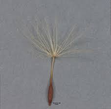 Attēlu rezultāti vaicājumam “Hypochaeris radicata fruit”