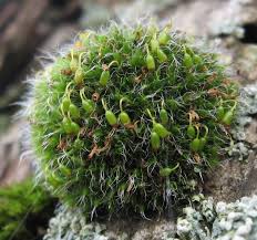 Attēlu rezultāti vaicājumam “Grimmia pulvinata”