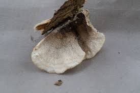 Attēlu rezultāti vaicājumam “Cerrena unicolor”