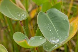 Attēlu rezultāti vaicājumam “Typha angustifolia  leaf”