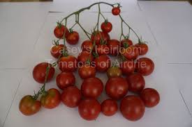 Afbeeldingsresultaat voor bloody butcher tomato