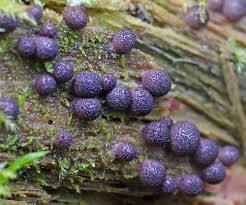 Attēlu rezultāti vaicājumam “Lycogala roseosporum spores”