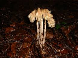 Attēlu rezultāti vaicājumam “Monotropa hypopitys”