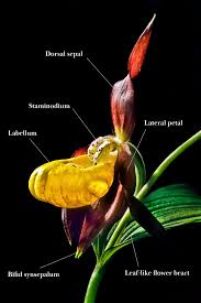 Attēlu rezultāti vaicājumam “Cypripedium calceolus leaf”