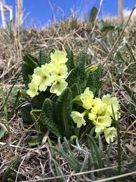 Attēlu rezultāti vaicājumam “Primulaceae”
