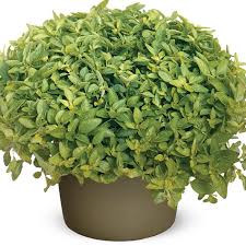 Attēlu rezultāti vaicājumam “Origanum vulgare bud”