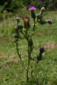 Attēlu rezultāti vaicājumam “Cirsium vulgare”