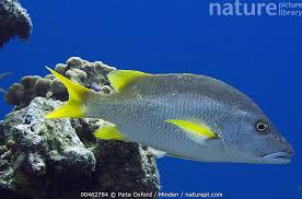 Image result for Lutjanus jocu