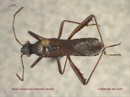 Attēlu rezultāti vaicājumam “Alydus calcaratus imago”