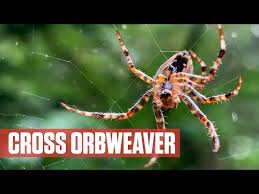 Attēlu rezultāti vaicājumam “Araneus diadematus”