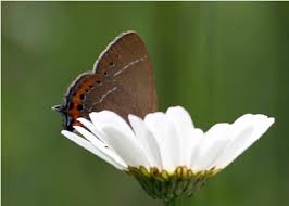 Attēlu rezultāti vaicājumam “Satyrium pruni”