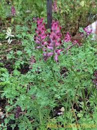 Attēlu rezultāti vaicājumam “Fumaria officinalis”