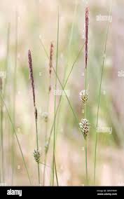 Attēlu rezultāti vaicājumam “Carex lasiocarpa male flower”