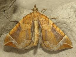 Attēlu rezultāti vaicājumam “Eulithis testata”