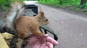 Картинки по запросу белку зажевало в диск