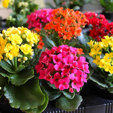 Image result for Kalanchoe blossfeldiana