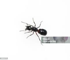 Attēlu rezultāti vaicājumam “Camponotus herculeanus”