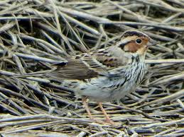 Image result for Emberiza pusilla