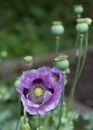 Attēlu rezultāti vaicājumam “Papaver somniferum flower”