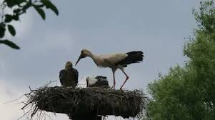 Attēlu rezultāti vaicājumam “Ciconia ciconia juvenile”
