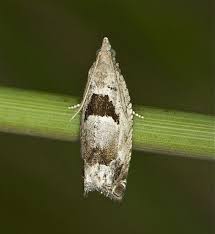 Attēlu rezultāti vaicājumam “Epinotia ramella”