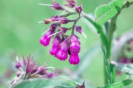 Attēlu rezultāti vaicājumam “Symphytum officinale flower”