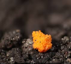 Attēlu rezultāti vaicājumam “Oligonema persimile macro”