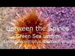 Image result for Strongylocentrotus droebachiensis