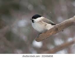 Attēlu rezultāti vaicājumam “Poecile palustris”